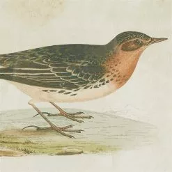 Grayson Lane 19-in X 13-in Black Wood Framed Farmhouse Cottage Birds Wall Art - Set Of 2 -GRAYSON LANE SHOP 330940954 AlternateImage4