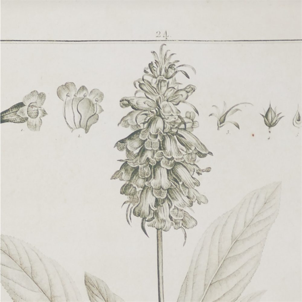 Grayson Lane 17-in X 21-in Brown Wood Framed Vintage Botanical Wall Art Light - Set Of 2 5 Grayson Lane 17-in X 21-in Brown Wood Framed Vintage Botanical Wall Art Light - Set Of 2 - Image 5