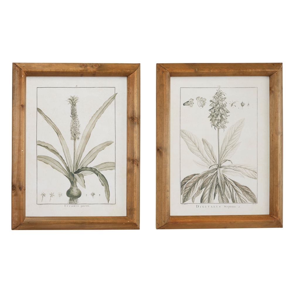 Grayson Lane 17-in X 21-in Brown Wood Framed Vintage Botanical Wall Art Light - Set Of 2 1 Grayson Lane 17-in X 21-in Brown Wood Framed Vintage Botanical Wall Art Light - Set Of 2